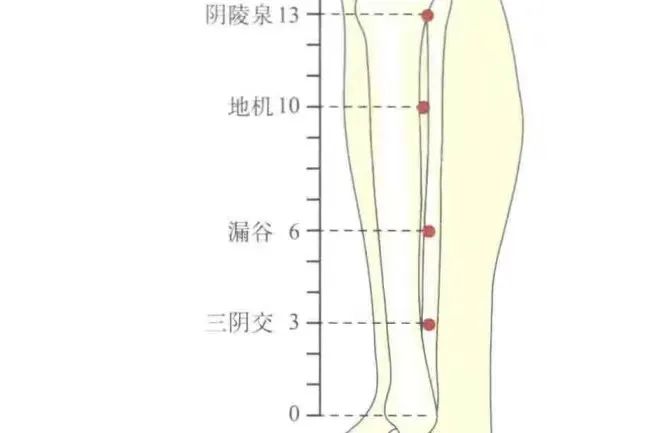 科普｜中医生殖常用保健穴位（一）