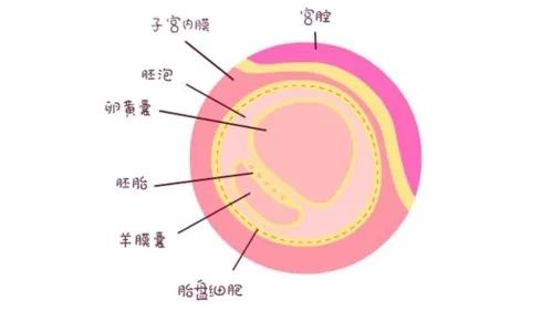 保胎系列｜早早孕期超声为什么要看卵黄囊？